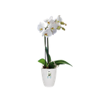 brussels orchidee hoog 12,5cm wit